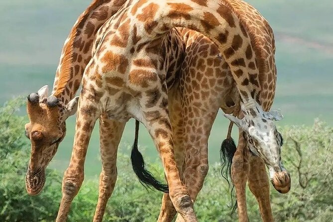 7 Days Private Safari in Tanzania - Day 3: The Serengeti transfer and a schedule to confirm