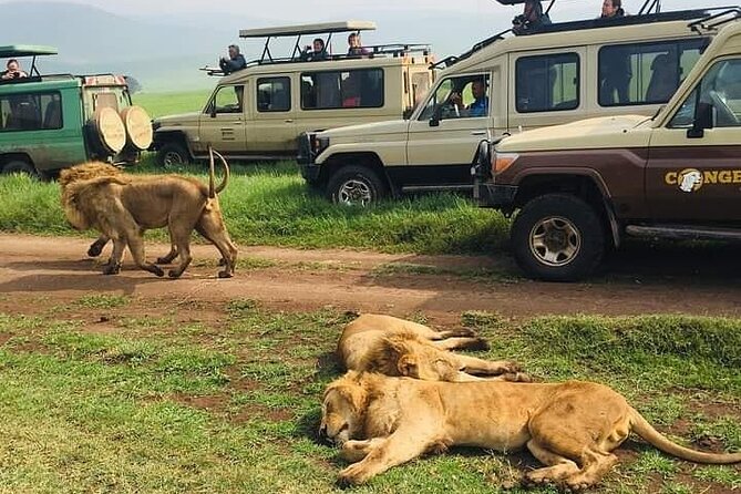 7 Days Private Safari in Tanzania - Day 6: An early game drive inside Ngorongoro Crater