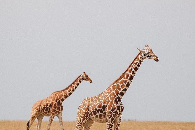 7 Days Private Safari in Tanzania - Day 2: Tarangire’s elephants and baobabs