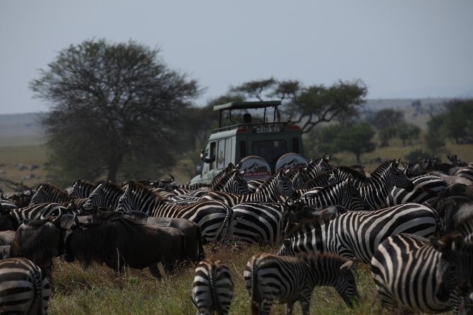 7 Days Private Serengeti Wildebeest Migration Tour - Arusha arrival: an easy first night