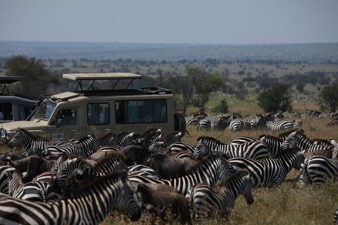 7 Days Private Serengeti Wildebeest Migration Tour - A second Serengeti morning before Ngorongoro