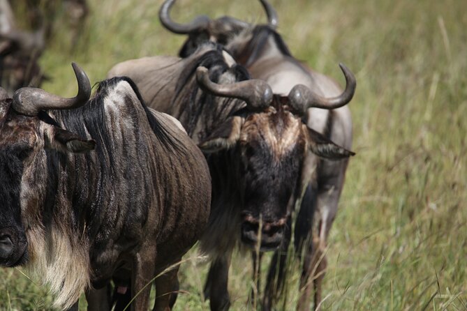7 Days Private Serengeti Wildebeest Migration Tour - Tarangire: elephants beneath the baobabs