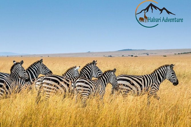 7 Days Safari. Serengeti, Tarangire, Lake Manyara & Ngorongoro Crater. - What $1,850 gets you