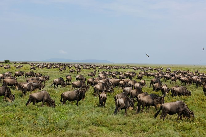 7 Days Safari. Serengeti, Tarangire, Lake Manyara & Ngorongoro Crater. - Day 5: Leaving the Serengeti for Ngorongoro