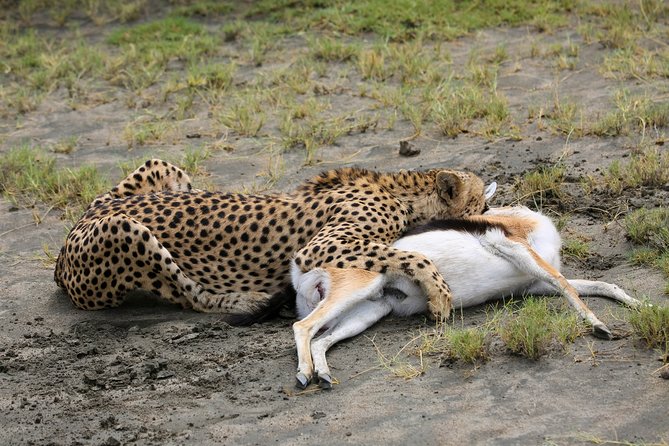 7 Days Safari. Serengeti, Tarangire, Lake Manyara & Ngorongoro Crater. - Day 7: Lake Manyara and the ride back