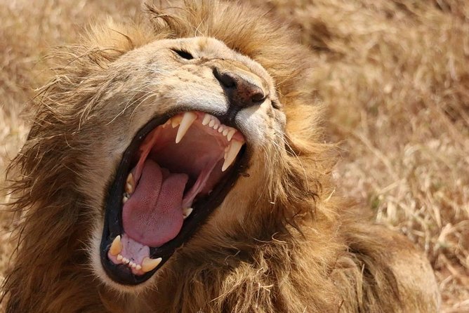 7 days safaris to see great migration - Key points to know before you book