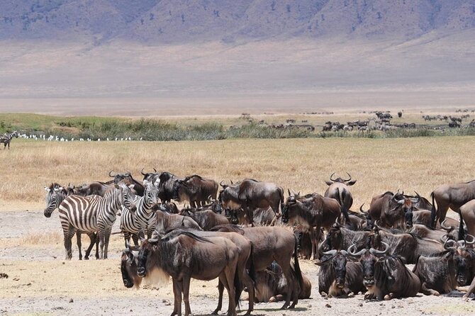 7 days safaris to see great migration - Guides, drivers, and the human side of the safari