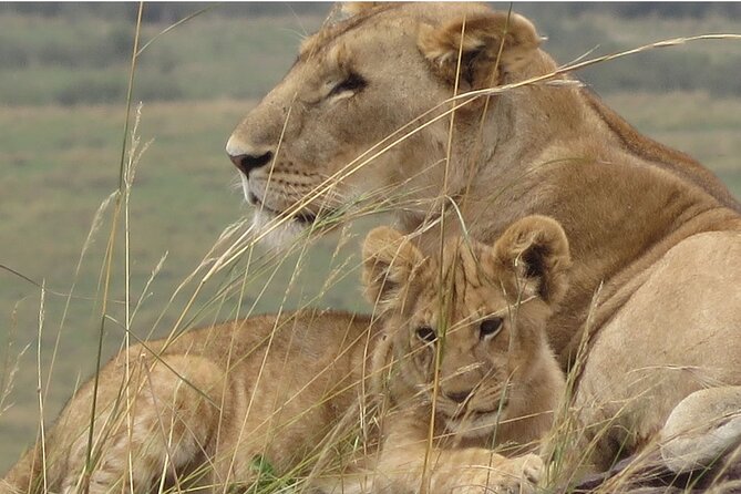 7 days safaris to see great migration - What $3,461.54 includes, and what it does not