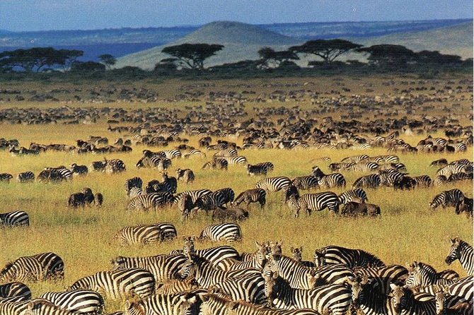 7 days safaris to see great migration - Days 2 and 3: Serengeti gets the longest look