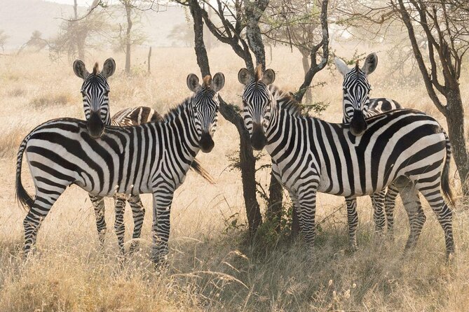7 Days Tanganyika Wilderness Safari - The safari at a glance