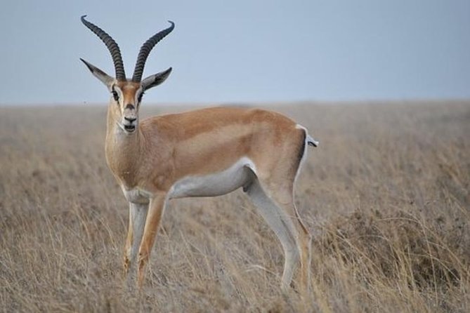 7 Days Tanganyika Wilderness Safari - Arriving in Arusha before the safari begins