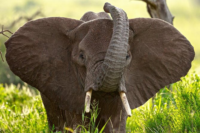 7 Days Tanzania Luxury Safari Experience & Coffee Walking Tour - What makes this safari worth considering