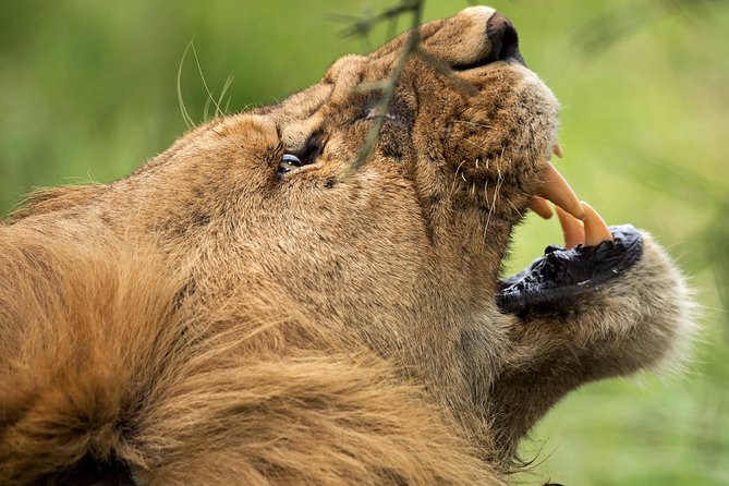 7 Days Tanzania Luxury Safari Experience & Coffee Walking Tour - Day 3: The long road into the Serengeti