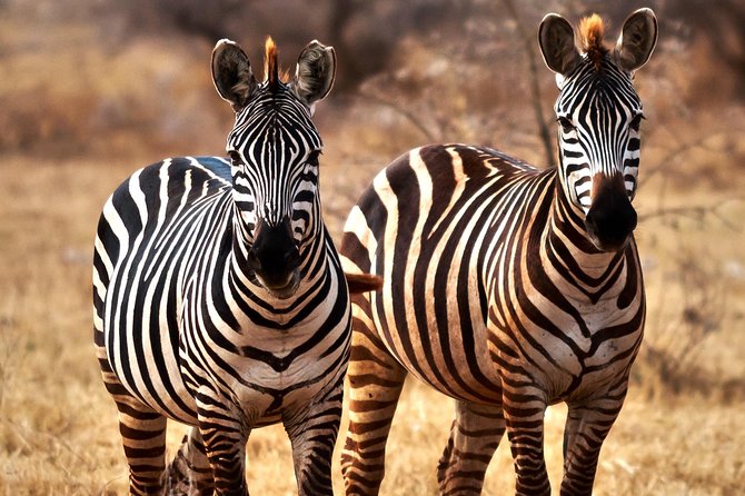 7 Days Tanzania Luxury Safari Experience & Coffee Walking Tour - Day 5: From Serengeti views to a Karatu coffee walk