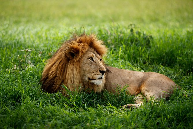 7 Days Tanzania Luxury Safari Experience & Coffee Walking Tour - Day 7: A practical return to Arusha