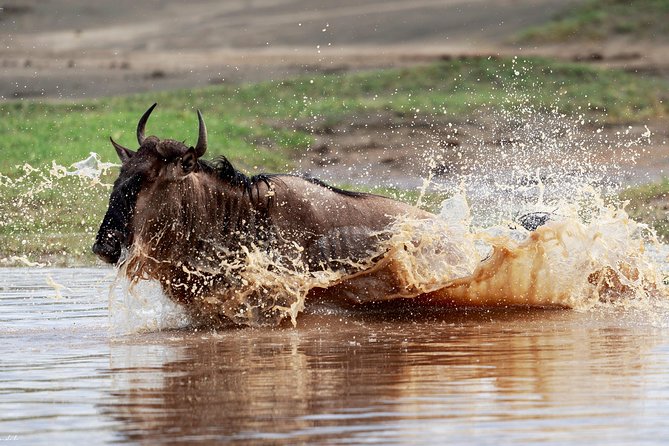 7 Days Tanzania Luxury Safari Experience & Coffee Walking Tour - Day 1: Tarangire brings the elephants and baobabs