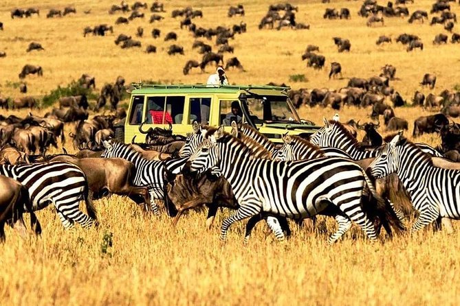 7 Days Tanzania Luxury Safaris - Day 1: Elephants and baobabs in Tarangire