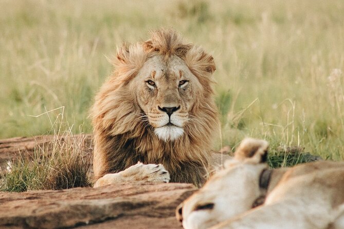 7 Days Tanzania Luxury Safaris - Day 4: A full day on the Serengeti plains