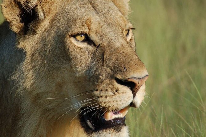 7 Days Tanzania Luxury Safaris - Day 5: From the Serengeti toward Ngorongoro
