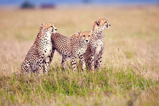 7 Days Tanzania Luxury Safaris - Day 7: A human-scale ending in Mto wa Mbu