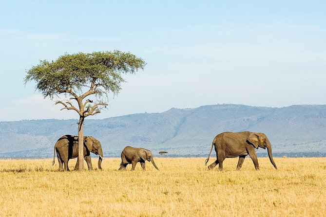 7 Days Tanzania Luxury Safaris - Day 2: Forest wildlife at Lake Manyara