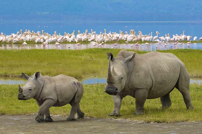 7 Days Tarangire, Serengeti, Ngorongoro & Manyara Camping Safari Tour Tanzania - The Manyara Question Deserves a Clear Answer