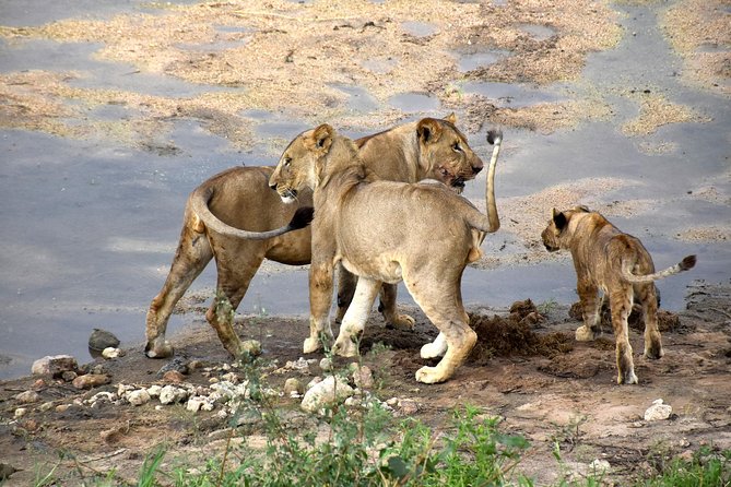 7 Days Tarangire, Serengeti, Ngorongoro & Manyara Camping Safari Tour Tanzania - Camping Comfort: Useful Equipment, Real Tradeoffs