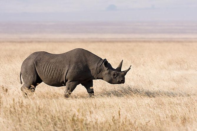 7 Days Tarangire, Serengeti, Ngorongoro & Manyara Camping Safari Tour Tanzania - What the $2,692.31 Price Really Covers