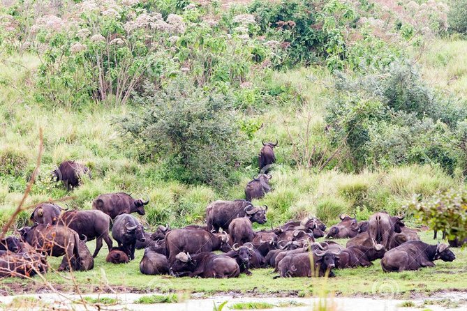 7 Days Tarangire, Serengeti, Ngorongoro & Manyara Camping Safari Tour Tanzania - Who Will Get the Most From This Route