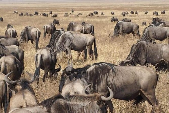 7 Days Tour Northern Tanzania Safari: - Days 3 and 4: More time in Serengeti, then the crater rim