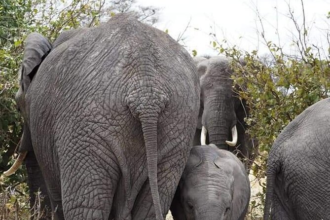 7 Days Tour Northern Tanzania Safari: - Day 5: Ngorongoro Crater packs wildlife into one day