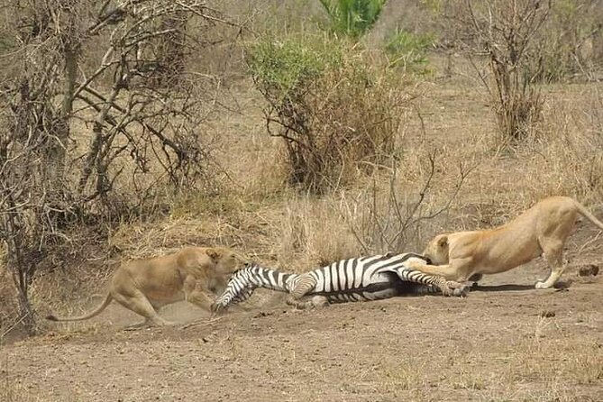 7 Days Tour Northern Tanzania Safari: - Day 6: Lake Manyara adds forest, birds, and tree-climbing lions