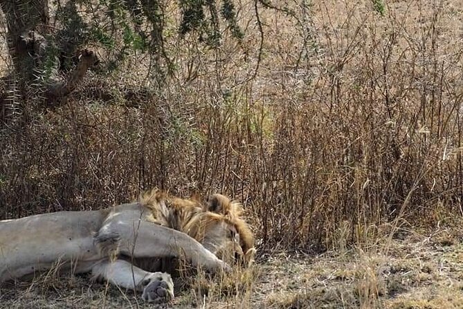 7 Days Tour Northern Tanzania Safari: - Camping, meals, and the practical side of the trip
