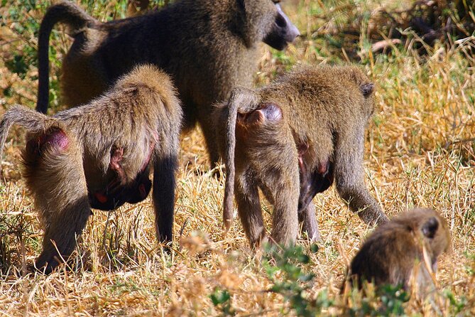 8-Day 7Nights Serengeti Experience Safari Adventure - Day 5: A second northern safari day