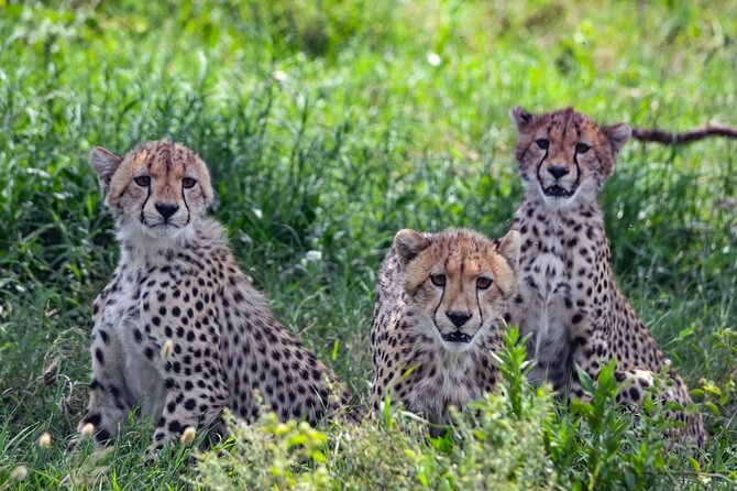 8-Day 7Nights Serengeti Experience Safari Adventure - Day 8: Breakfast and airport transfer