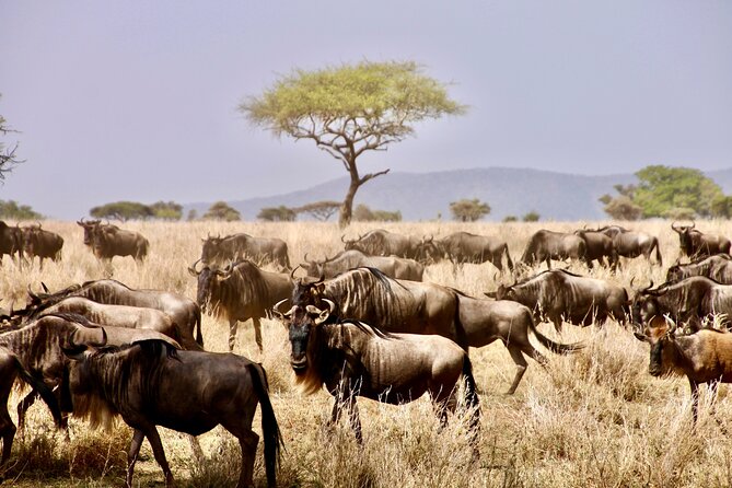 8-Day Essence of Tanzania Safari - Luxury - Getting started in Arusha after Kilimanjaro Airport