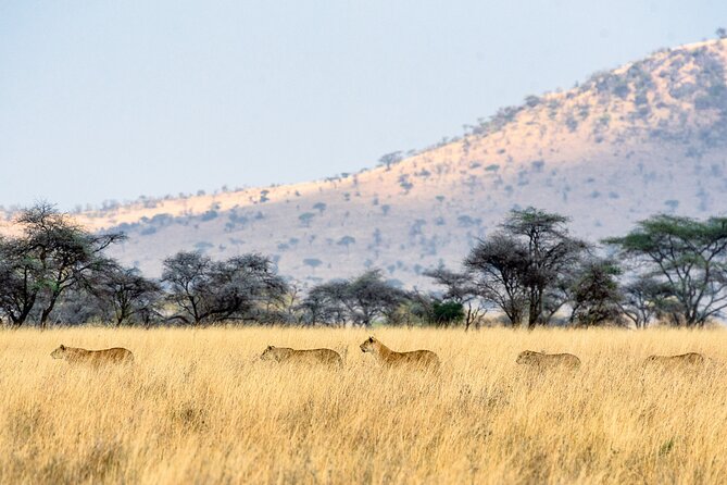 8-Day Essence of Tanzania Safari - Luxury - Three Serengeti days give you time to watch, not just search