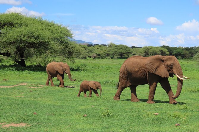 8-Day Essence of Tanzania Safari - Luxury - Lake Manyara offers a bird-filled change of pace