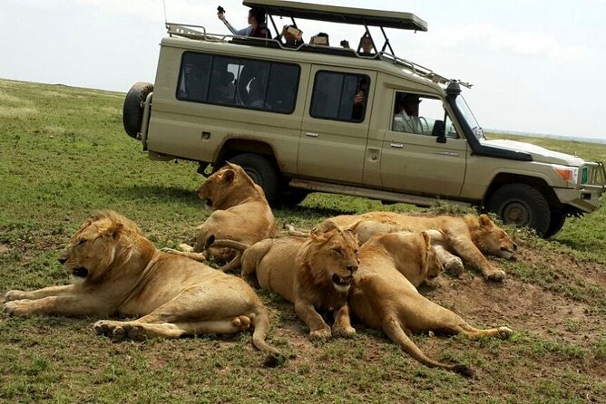 8 Day private wildebeest migration safari Serengeti Ngorongoro - Day 6: An early Serengeti game drive toward the east