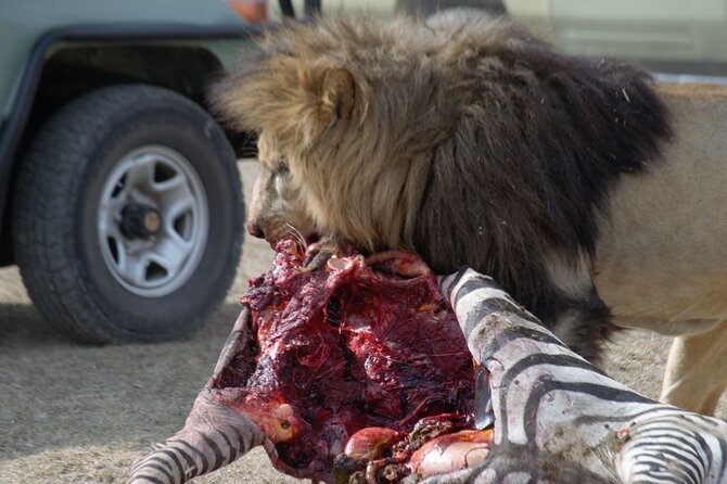 8 Day private wildebeest migration safari Serengeti Ngorongoro - Day 7: Wildlife concentrated inside Ngorongoro Crater