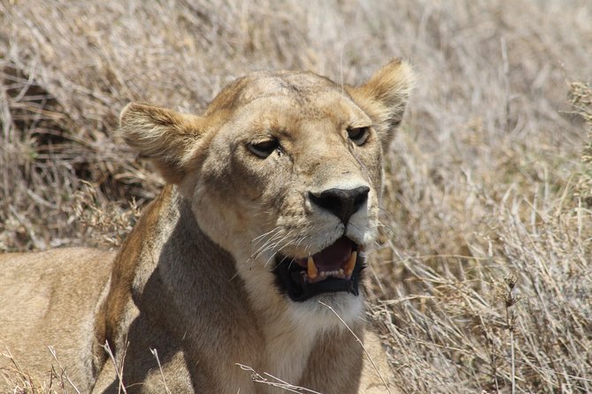 8 Day private wildebeest migration safari Serengeti Ngorongoro - Day 8: Materuni Waterfalls, coffee, and Chemka Hot Spring