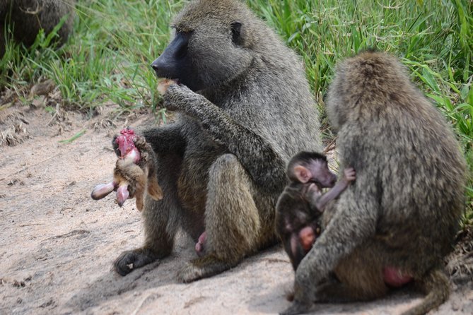 8 Day private wildebeest migration safari Serengeti Ngorongoro - Guides, communication, and the private format