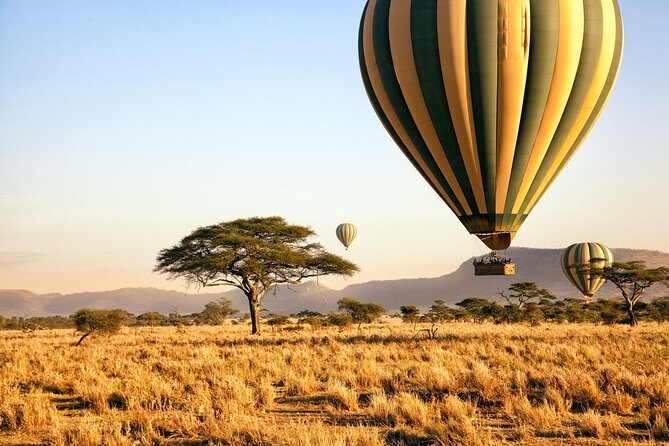 8 Day private wildebeest migration safari Serengeti Ngorongoro - Day 2: Lake Manyara’s forest and tree-climbing lions