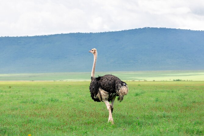 8 Day Serengeti Safari During the Calvin Season - Day 5: Tracking wildebeest across Ndutu