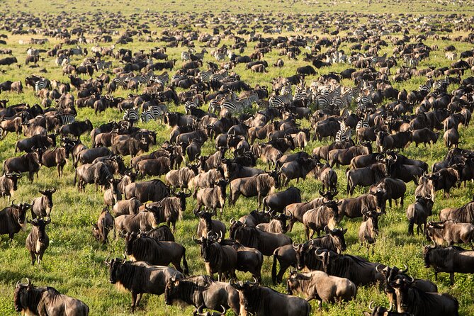 8 Day Serengeti Safari During the Calvin Season - Day 6: Ngorongoro Crater and a search for black rhinos