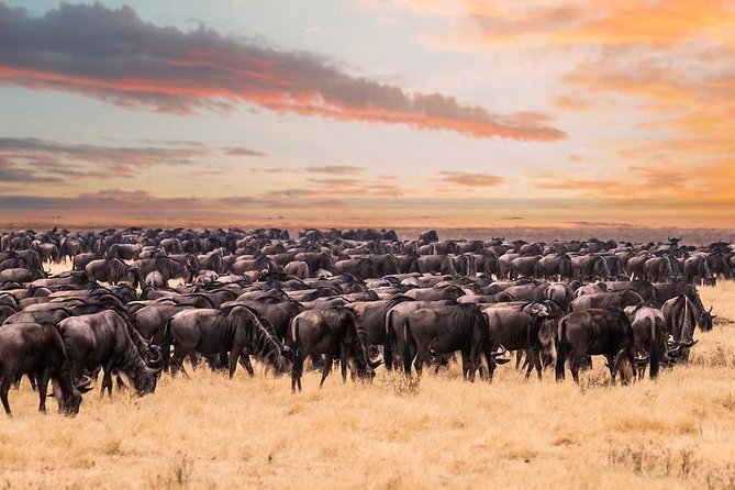 8 Day Spectacular Migration Serengeti mid -Range Tanzania Safari - Day 2: Tarangire and its elephant country