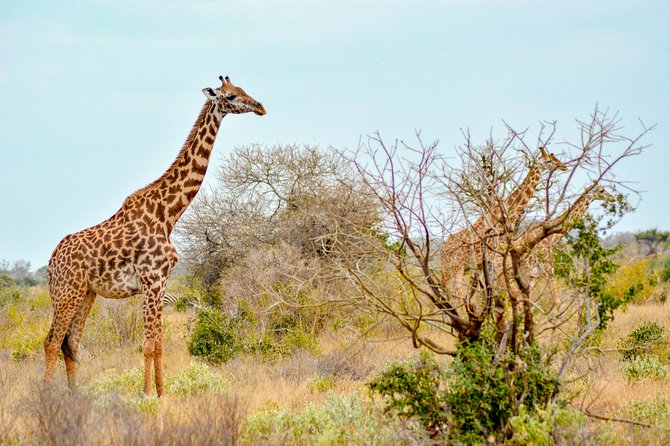 8 Day Spectacular Migration Serengeti mid -Range Tanzania Safari - Day 3: Entering the Serengeti through Ngorongoro