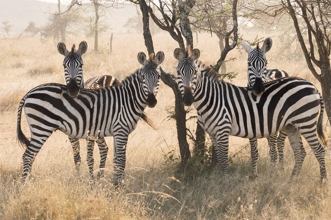 8 Day Spectacular Migration Serengeti mid -Range Tanzania Safari - Days 4 and 5: Following the migration north