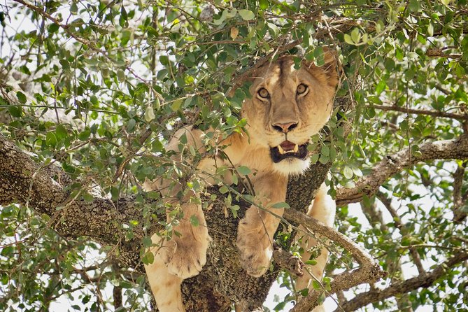 8 Day Spectacular Migration Serengeti mid -Range Tanzania Safari - Day 8: Lake Manyara’s compact finale