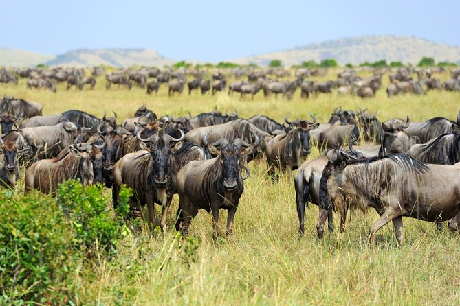 8 Day Spectacular Migration Serengeti mid -Range Tanzania Safari - Day 1: A calm start in Arusha